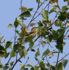 Phylloscopus trochilus