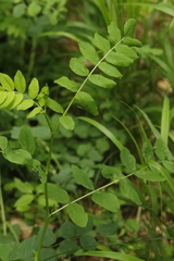Astragalus glycyphyllos