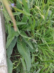 Echium lusitanicum