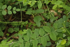 Astragalus glycyphyllos