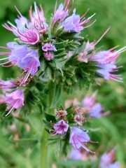 Echium lusitanicum