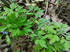 Anemonoides nemorosa