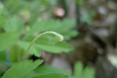 Anemonoides nemorosa