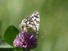 Melanargia larissa