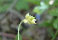 Anemonoides nemorosa