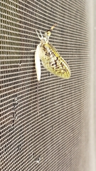 Ephemera vulgata