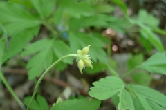 Anemonoides nemorosa