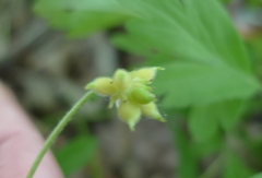 Anemonoides nemorosa