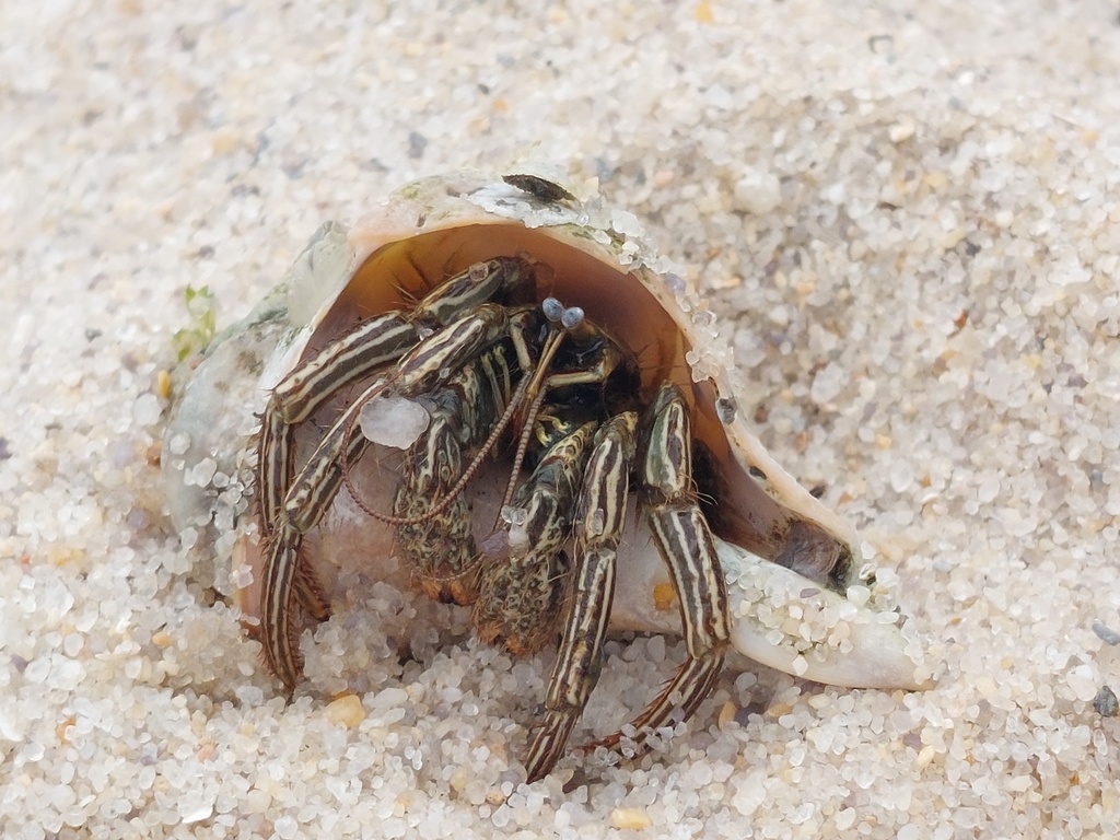 Thinstripe Hermit Crab from Yorktown, VA 23690, USA on June 3, 2022 at ...