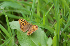 Pararge aegeria aegeria