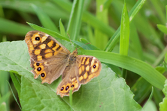 Pararge aegeria aegeria