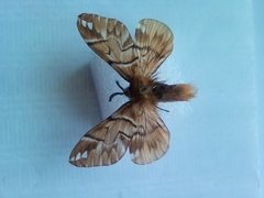 Endromis versicolora