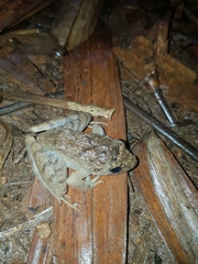 Limnonectes microdiscus