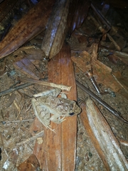 Limnonectes microdiscus