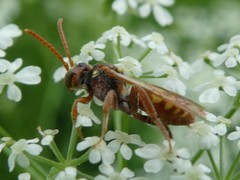 Nomada imbricata