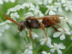 Nomada imbricata