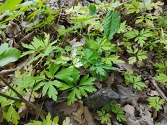 Anemonoides nemorosa