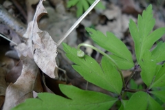 Anemonoides nemorosa