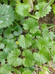 Glechoma hederacea — photo 3