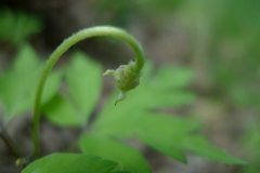 Anemonoides nemorosa