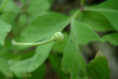 Anemonoides nemorosa