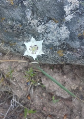 Calochortus lyallii