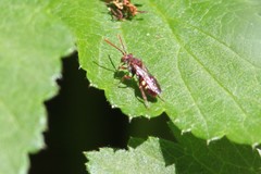 Nomada cuneata