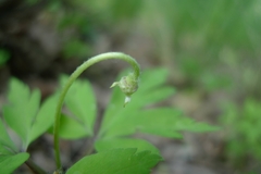 Anemonoides nemorosa