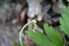 Anemonoides nemorosa