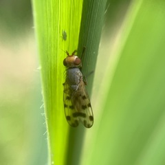 Melieria omissa