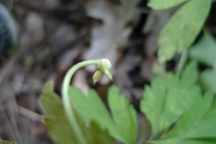 Anemonoides nemorosa