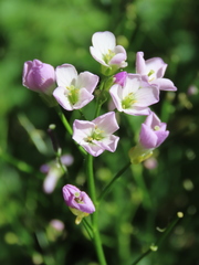 Cardamine raphanifolia
