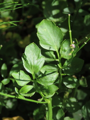 Cardamine raphanifolia