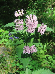 Valeriana pyrenaica