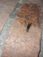 Gonolabis marginalis