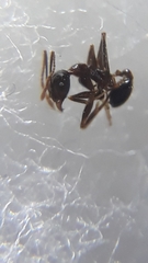 Pheidole malinsii