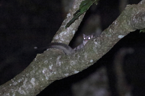 Petaurus breviceps