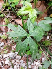 Ranunculus tuberosus