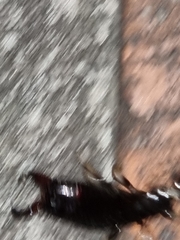 Gonolabis marginalis