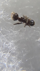 Pheidole malinsii