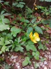Ranunculus tuberosus