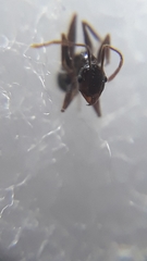 Pheidole malinsii
