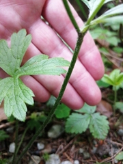 Ranunculus tuberosus