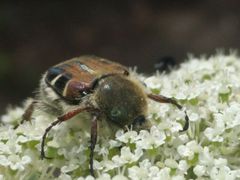 Trichiotinus piger