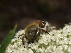 Trichiotinus piger