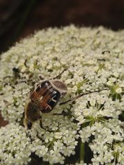 Trichiotinus piger