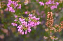 Erica lateralis