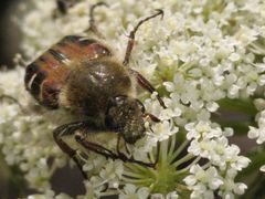 Trichiotinus piger