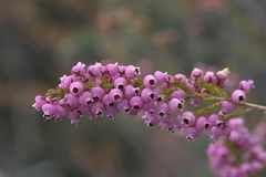 Erica lateralis