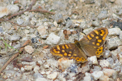 Pararge aegeria aegeria